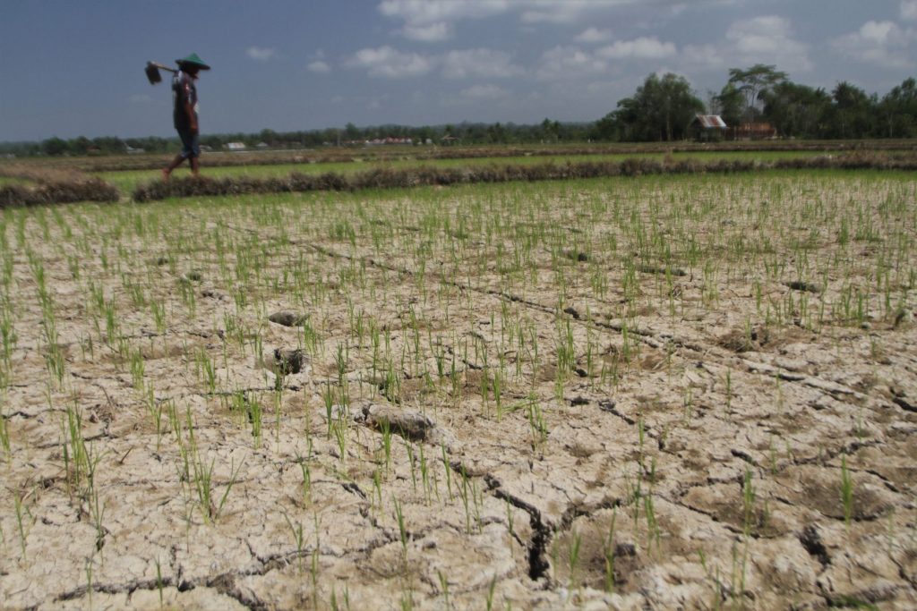 Petani dan Ancaman Gagal Panen (sumber gambar: Media Indonesia)