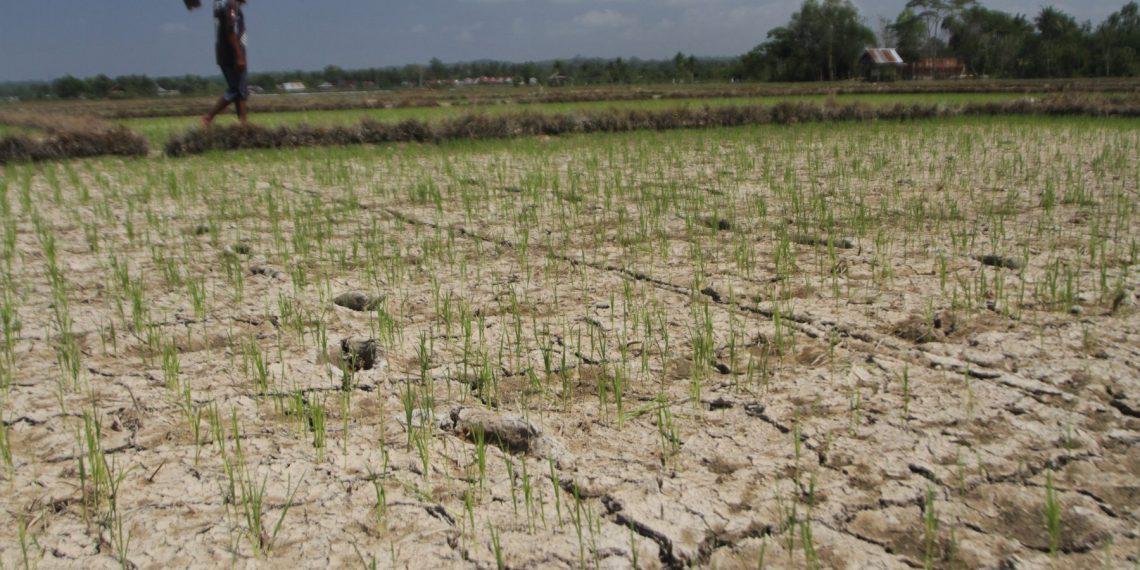 Petani dan Ancaman Gagal Panen (sumber gambar: Media Indonesia)