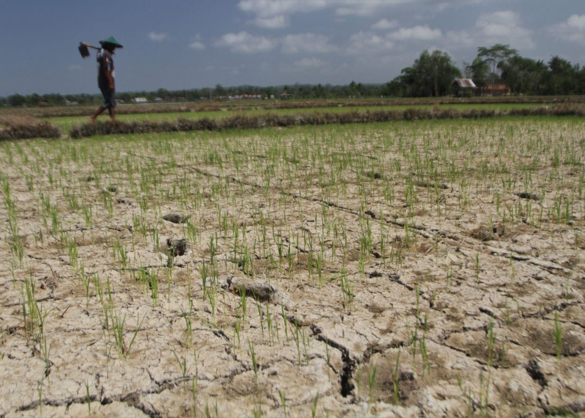 Petani dan Ancaman Gagal Panen (sumber gambar: Media Indonesia)
