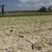 Petani dan Ancaman Gagal Panen (sumber gambar: Media Indonesia)