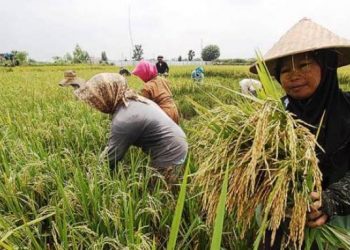 Relasi Petani dan Militer dalam Produksi Pangan