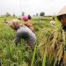Relasi Petani dan Militer dalam Produksi Pangan