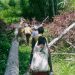 Perempuan Marind saat bekerja dengan membawa karung.