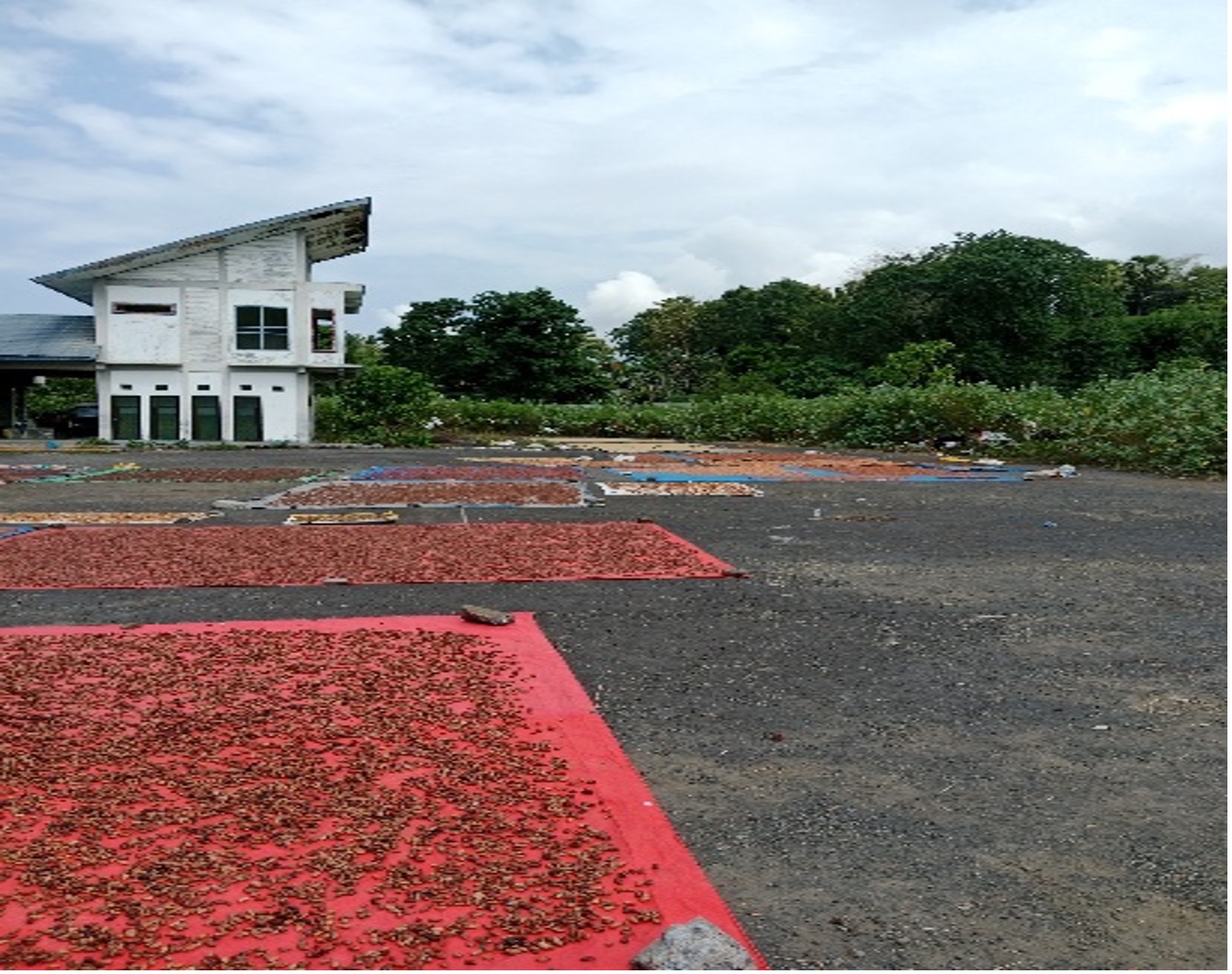 Keterangan: gambar ini saya ambil tahun lalu ketika saya menjemur kakao hasil dari kebun kami (sumber: dok. pribadi)