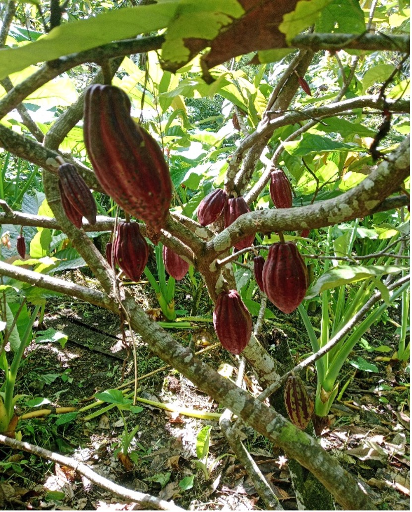 Keterangan: Tanaman kakao di kebun keluarga ketika penulis membersihkan lahan (sumber: dokumentasi pribadi penulis)