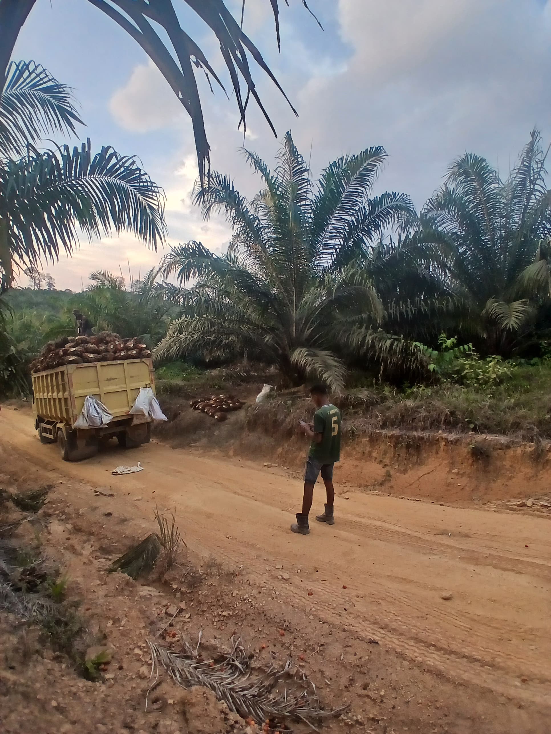 Keterangan: tampak Flafianus selesai mengangkut buah kelapa sawit ke atas mobil truk pengangkut buah (sumber: dokumentasi oleh Flafianus)